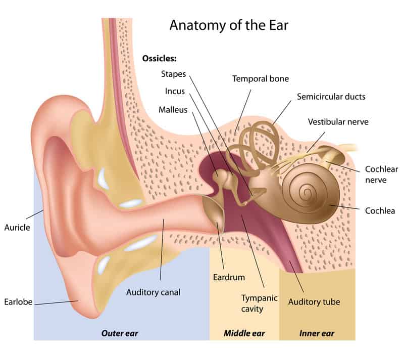 Diagram of the anatomy of the ear.