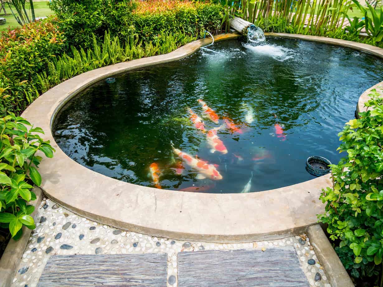 Can You Put Fish In A Swimming Pool? Easy Clear Pool