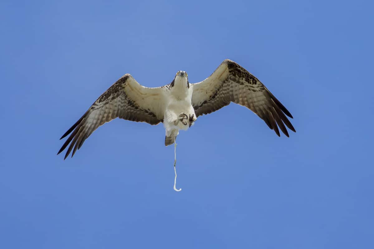 How To Prevent Birds From Pooping In Your Pool? Easy Clear Pool
